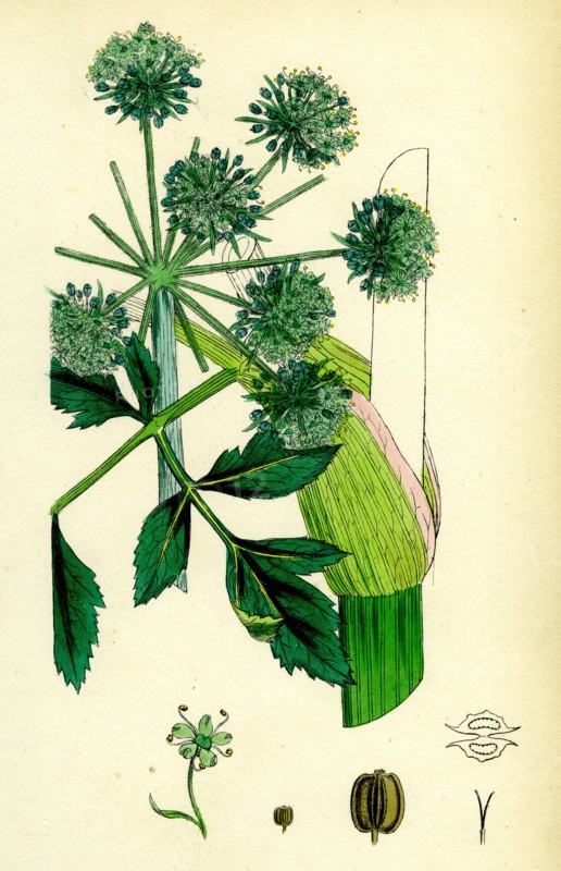 Angelica Archangelica; Garden Angelica