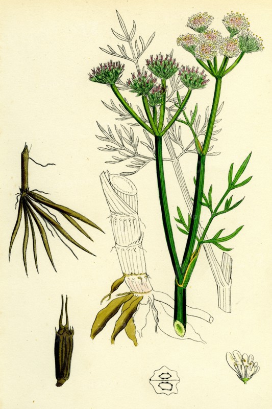 OEnanthe silaifolia; Sulphurwort Water-Dropwort