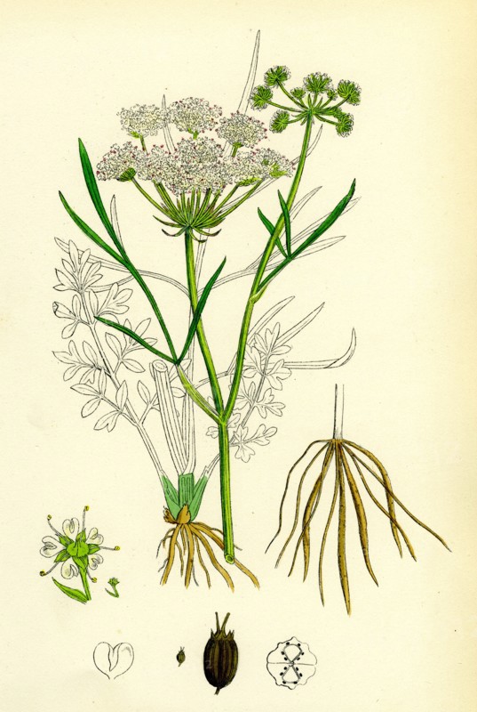 OEnanthe Lachenalii; Parsley Water-Dropwort