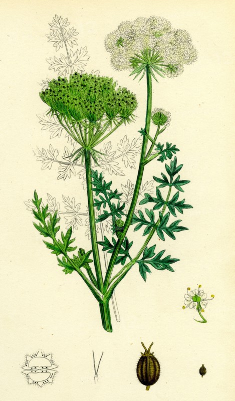 Seseli Libanotis; Mountain Meadow-Saxifrage