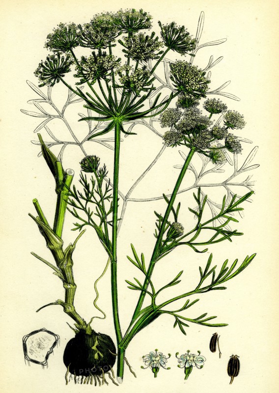 Carum Bulbocastanum; Great Earth-nut