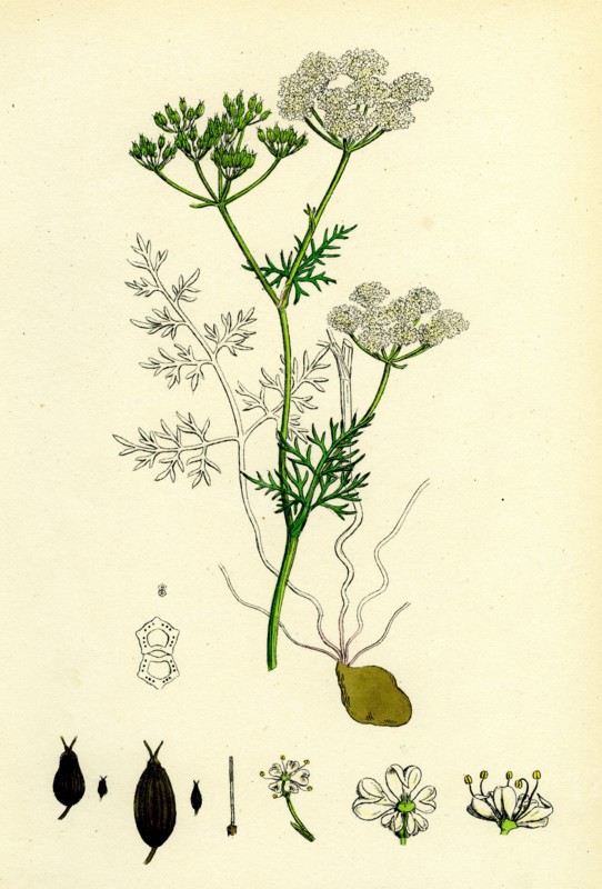 Bunium flexuosum; Common Earth-nut