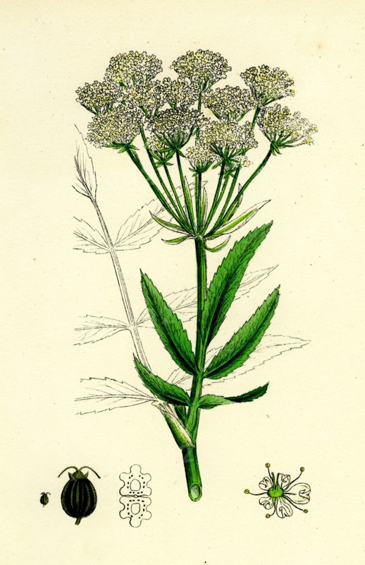 Sium latifolium; Great Water-Parsnip