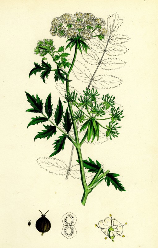 Sium angustifolium; Water-Parsnip