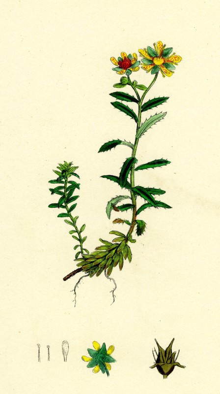 Saxifraga aizoides; Yellow Mountain Saxifrage