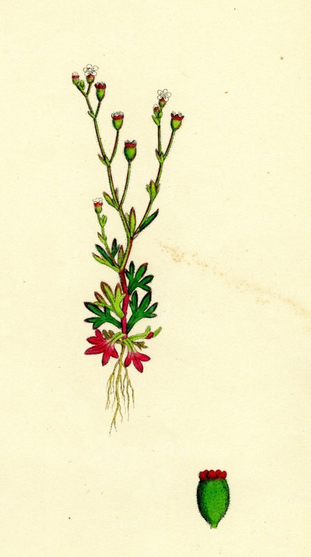 Saxifraga tridactylites; Rue-leaved Saxifrage