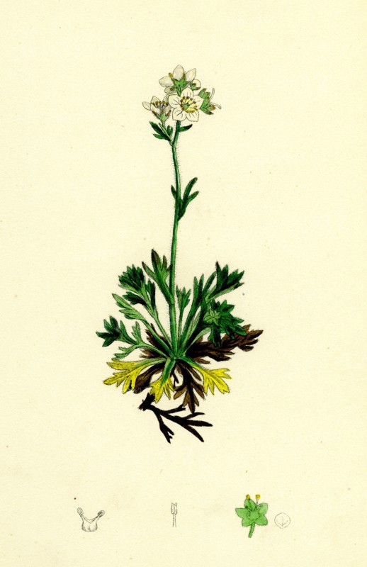 Saxifraga decipiens; Palmate-leaved Mossy Saxifrage