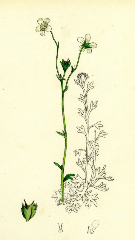 Saxifraga hirta, var. genuina; Irish Mossy Saxifrage, var. a.