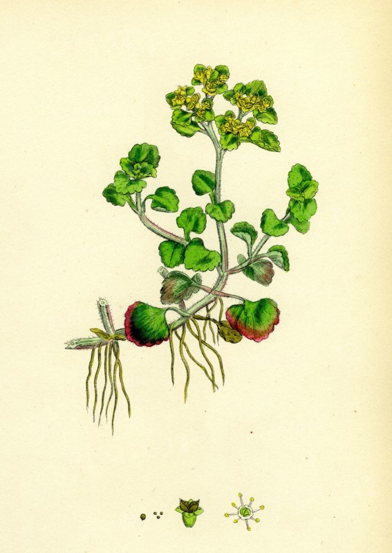 Chrysosplenium oppositifolium; Opposite-leaved Golden-Saxifrage