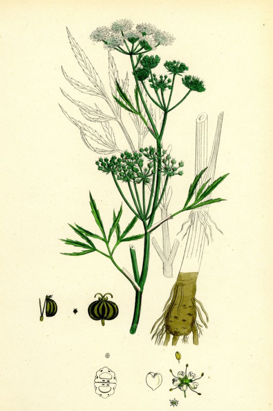 Cicuta virosa; Water Hemlock