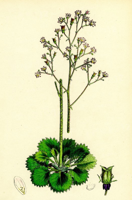 Saxifraga Geum, var. elegans; Kidney-leaved London-Pride