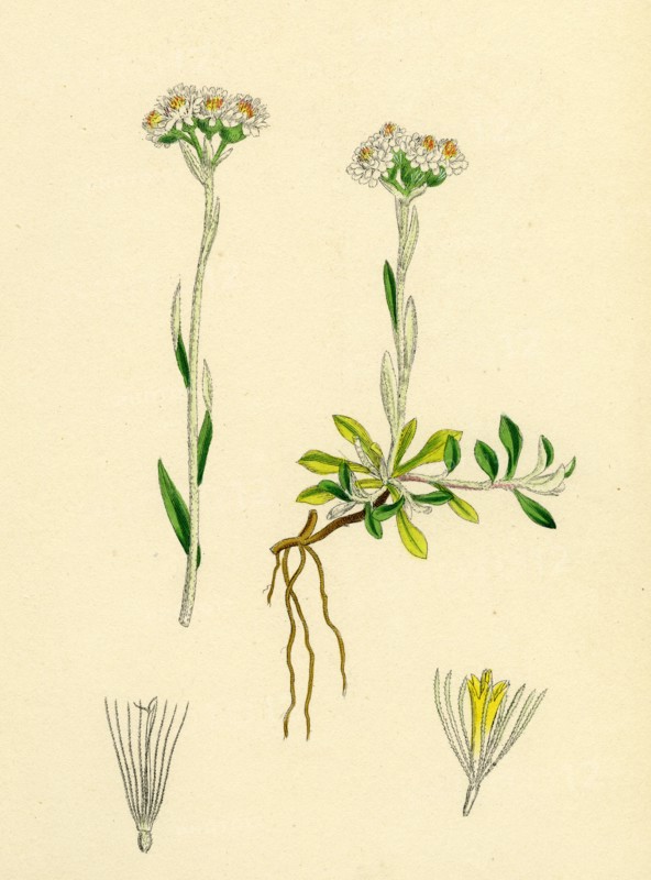 Gnaphalium dioicum, var. genuinum; Mountain Everlasting, var. a.