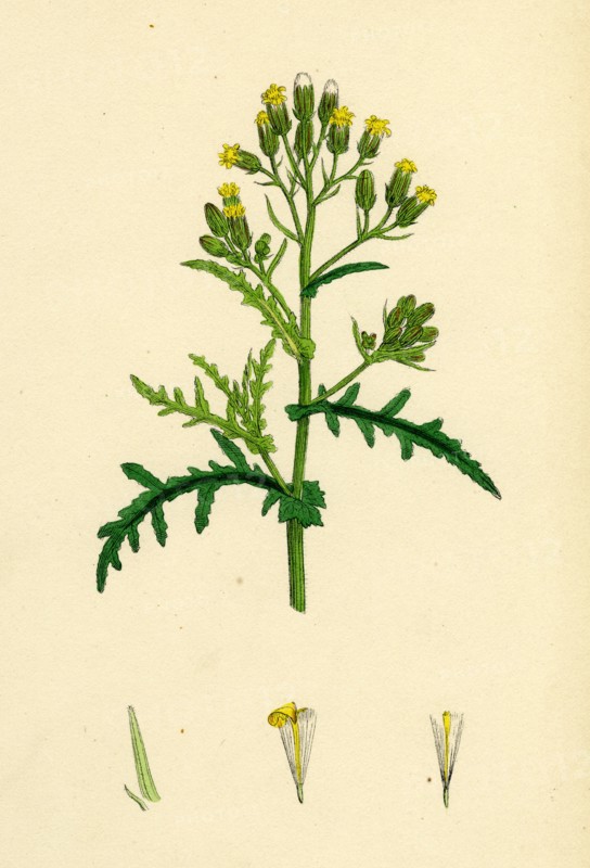 Senecio sylvaticus, var. auriculatus; Mountain Groundsel, var. B.