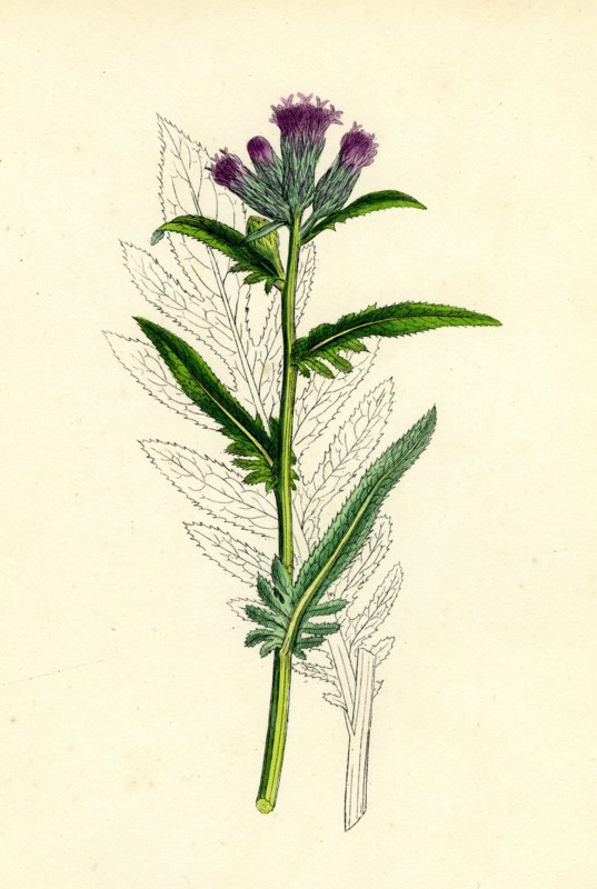 Serratula tinctoria, var. monticola; Common Saw-wort, var. B.