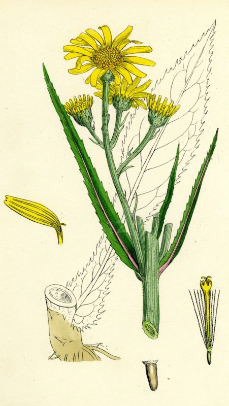 Senecio paludosus; Great Fen Ragwort