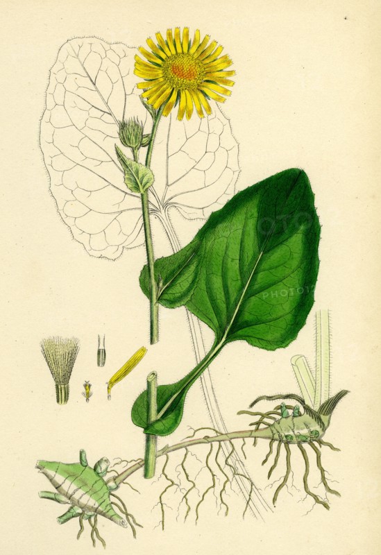 Doronicum Pardalianches; Great Leopard's-bane