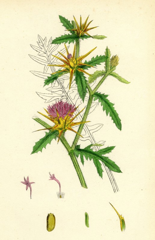 Centaurea Calcitrapa; Star-thistle