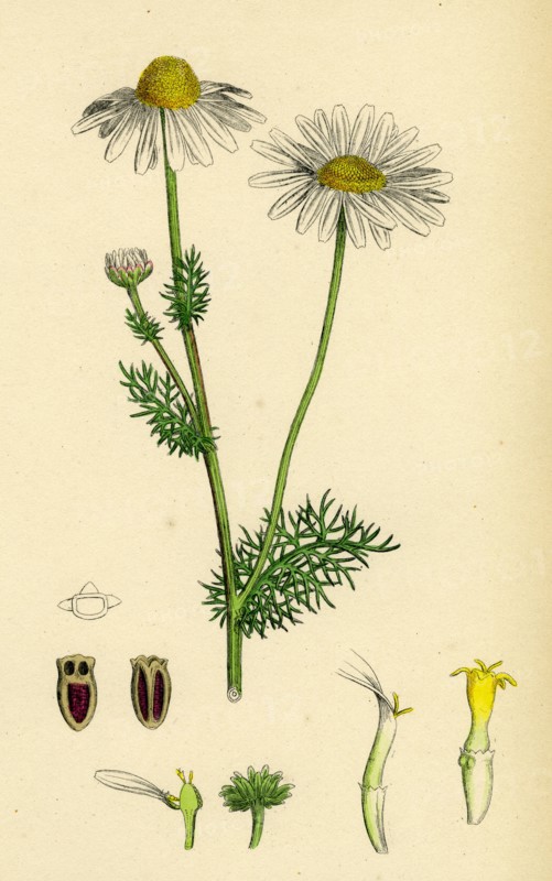 Chrysanthemum inodorum, var. genuinum; Scentless Mayweed, var. a.