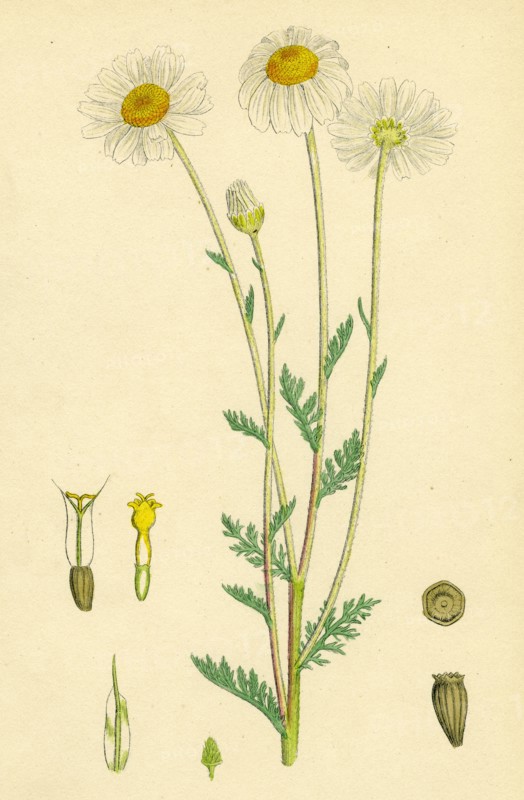 Anthemis arvensis, var. genuina; Corn Chamomile, var. a.