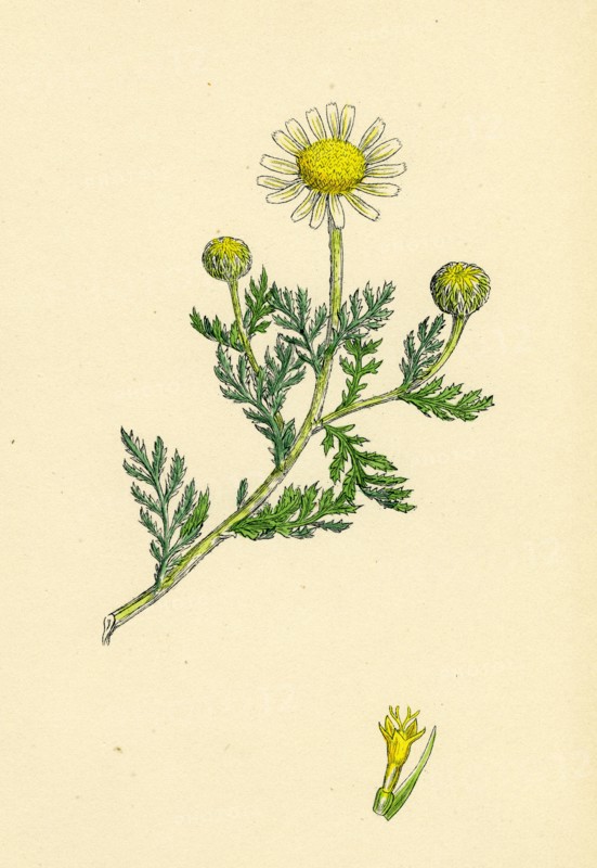 Anthemis arvensis, var. anglica; Corn Chamomile, var. B.