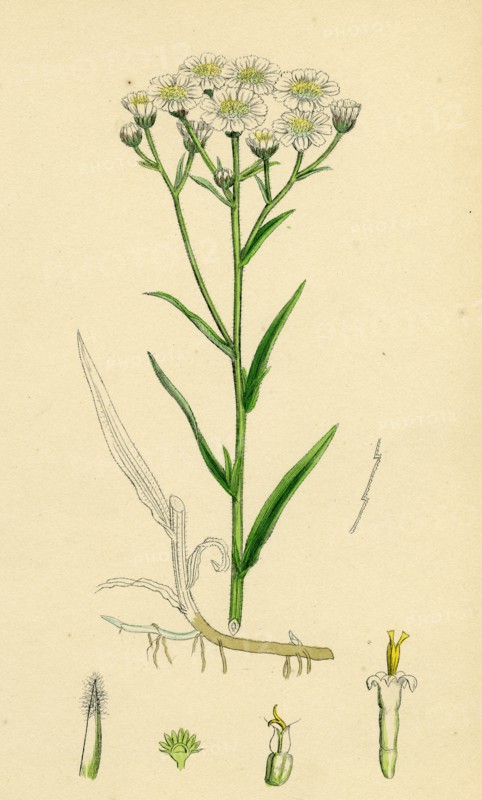 Achillea Ptarmica; Sneeze-wort Yarrow