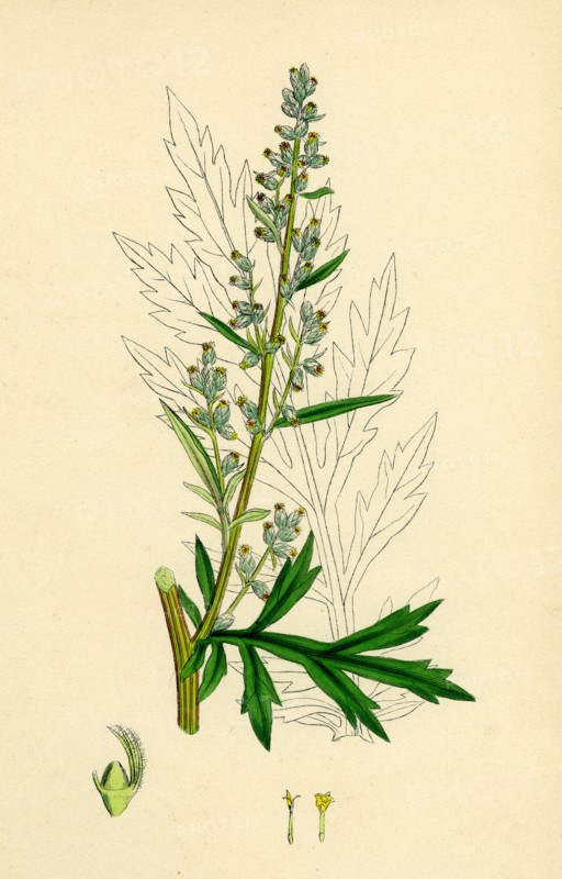 Artemisia vulgaris; Mugwort