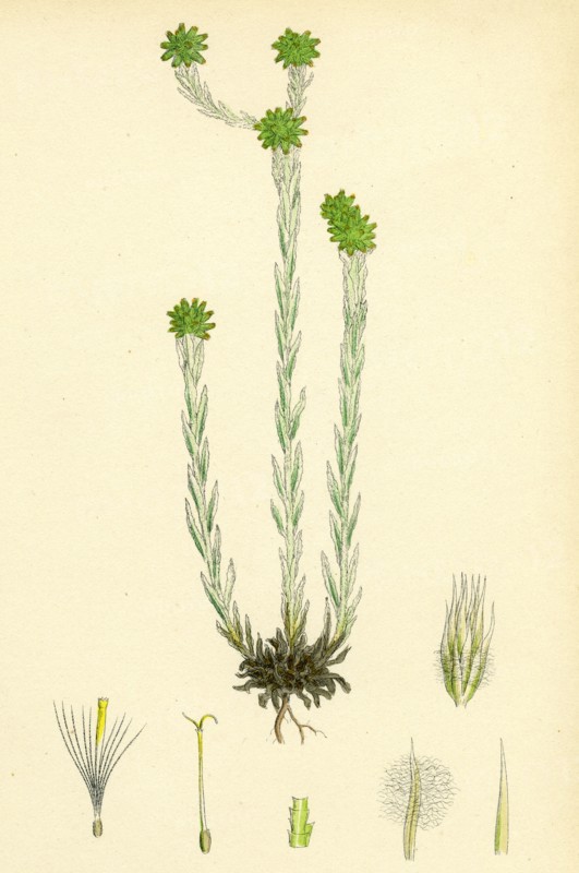 Filago germanica; Common Cudweed