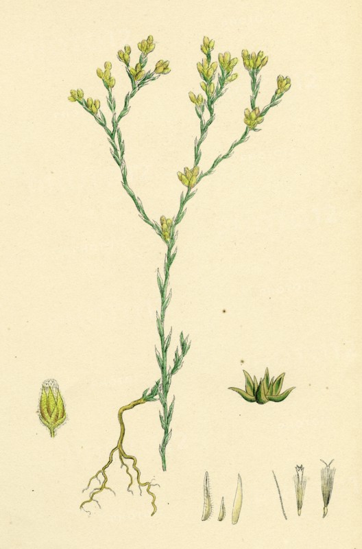 Filago minima; Slender Cudweed