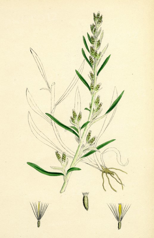 Gnaphalium sylvaticum; Upright Cudweed