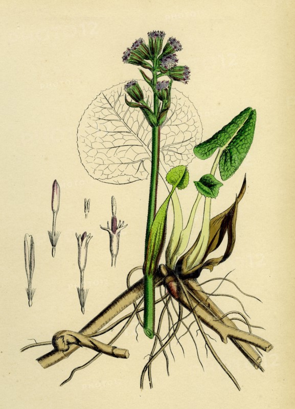 Petasites fragrans; Sweet-scented Coltsfoot