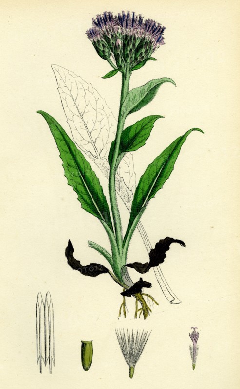 Saussurea alpina; Alpine Saussurea