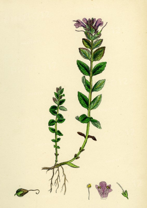 Bartsia alpina; Alpine Bartsia