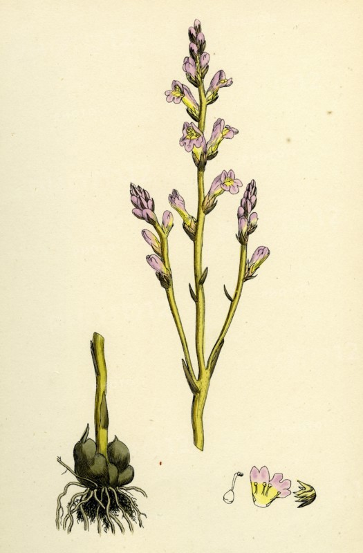 Orobanche ramosa; Branched Broom-rape