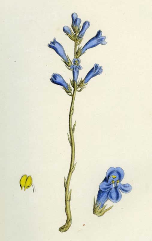 Orobanche arenaria; Sand Broom-rape