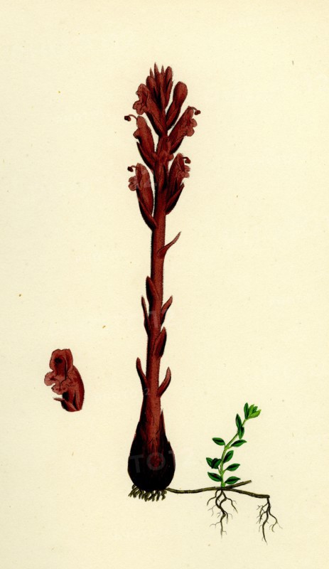 Orobanche rubra; Red Broom-rape