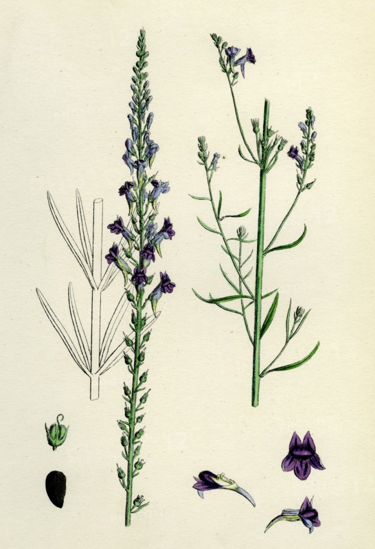 Linaria purpurea; Purple Toadflax