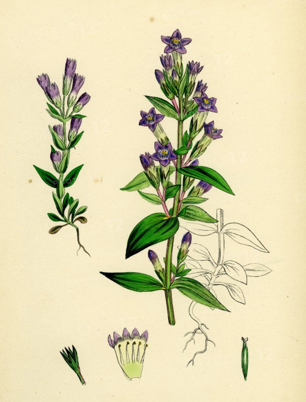 Gentiana eu-Amarella; Autumnal Gentian