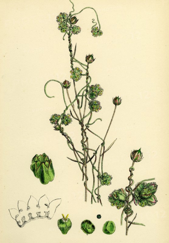 Cuscuta Epilinum; Flax Dodder