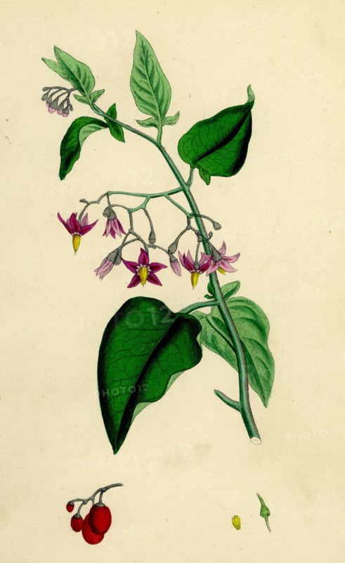 Solanum Dulcamara; Woody Nightshade
