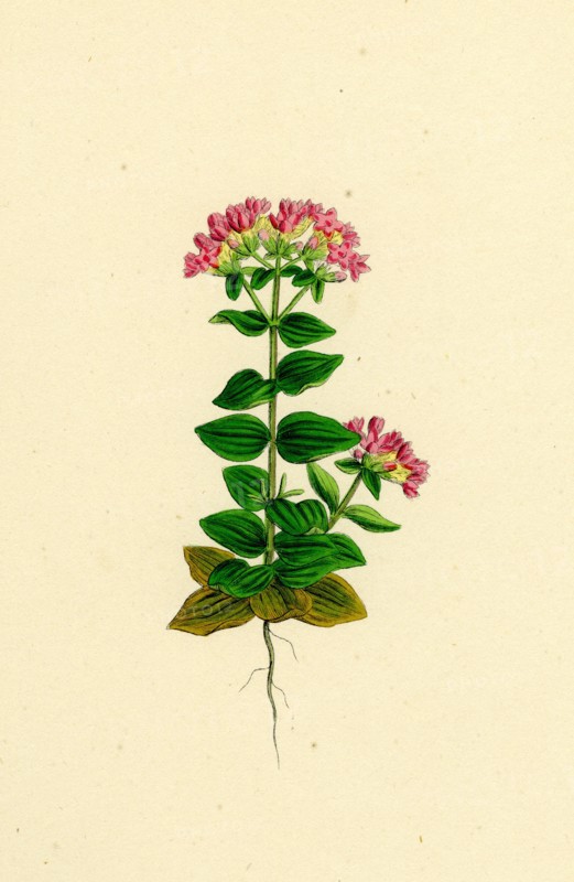 Erythraea latifolia; Broad-leaved Centaury