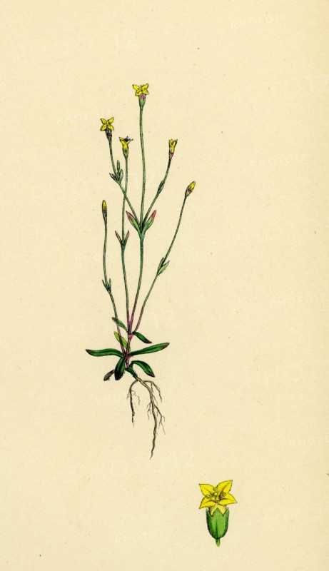 Cicendia filiformis; Slender Cicendia