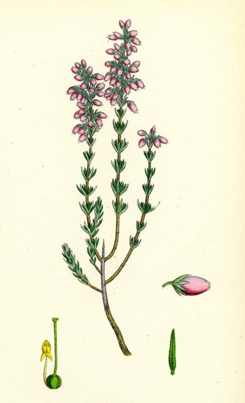 Erica cinerea; Fine-leaved Heath