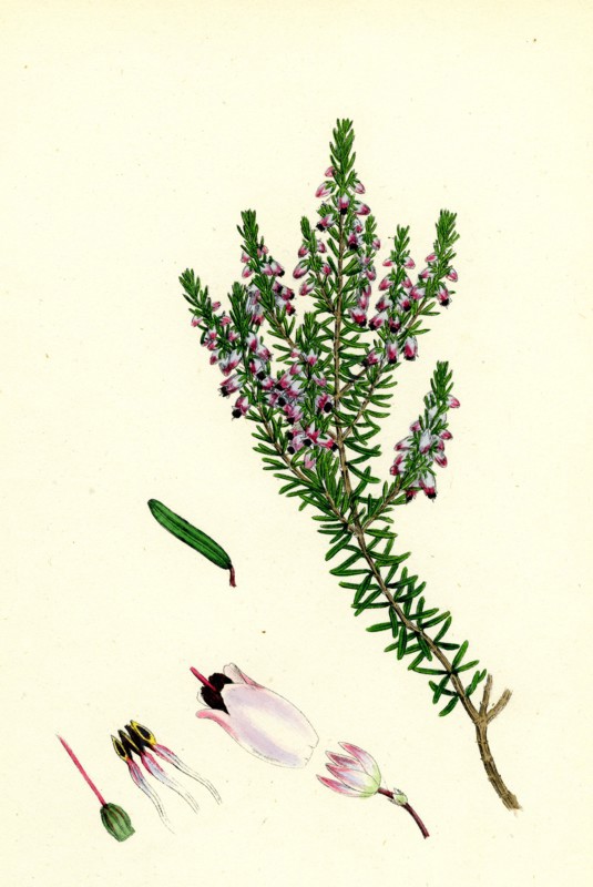 Erica Hibernica; Irish Heath