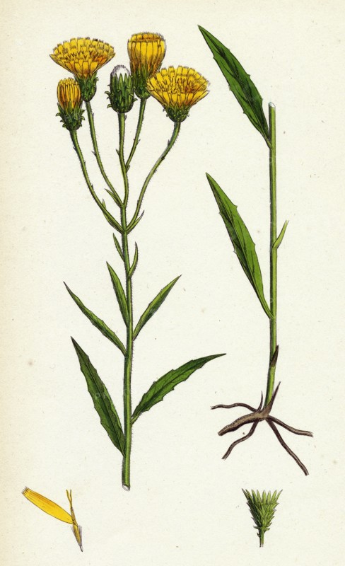 Hieracium umbellatum; Narrow-leaved Hawkweed