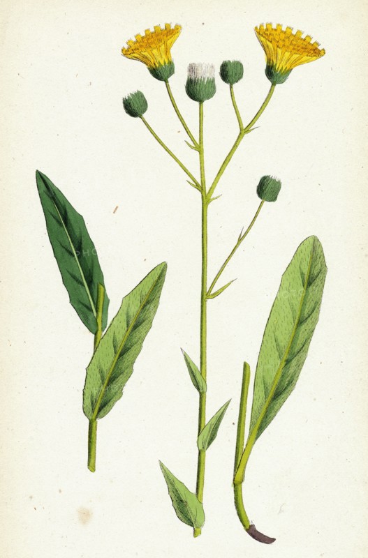 Hieracium crocatum; Saffron Hawkweed