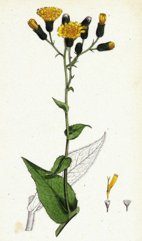 Hieracium prenanthoides; Rough-leaved Hawkweed