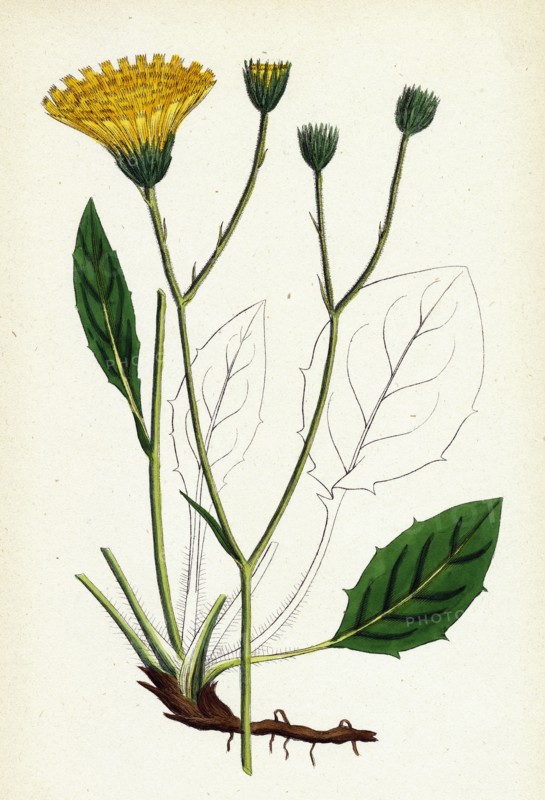 Hieracium Anglicum, var. genuinum; English Hawkweed, var. a.