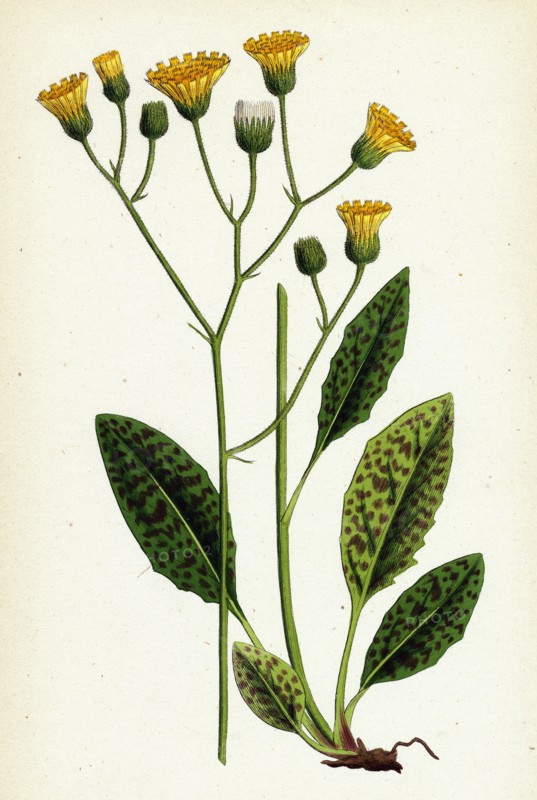 Hieracium maculatum; Spotted Hawkweed