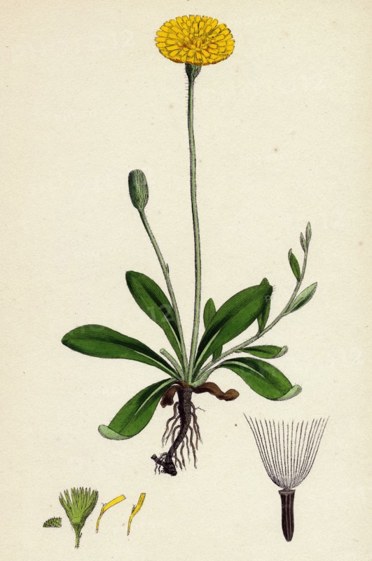 Hieracium Pilosella; Mouse-ear Hawkweed