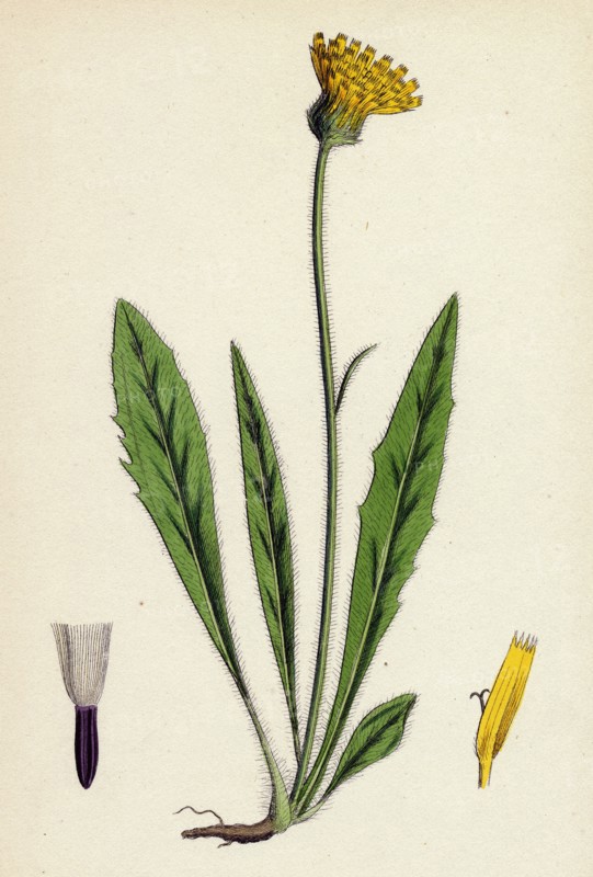 Hieracium eximium; Grey-headed Hawkweed